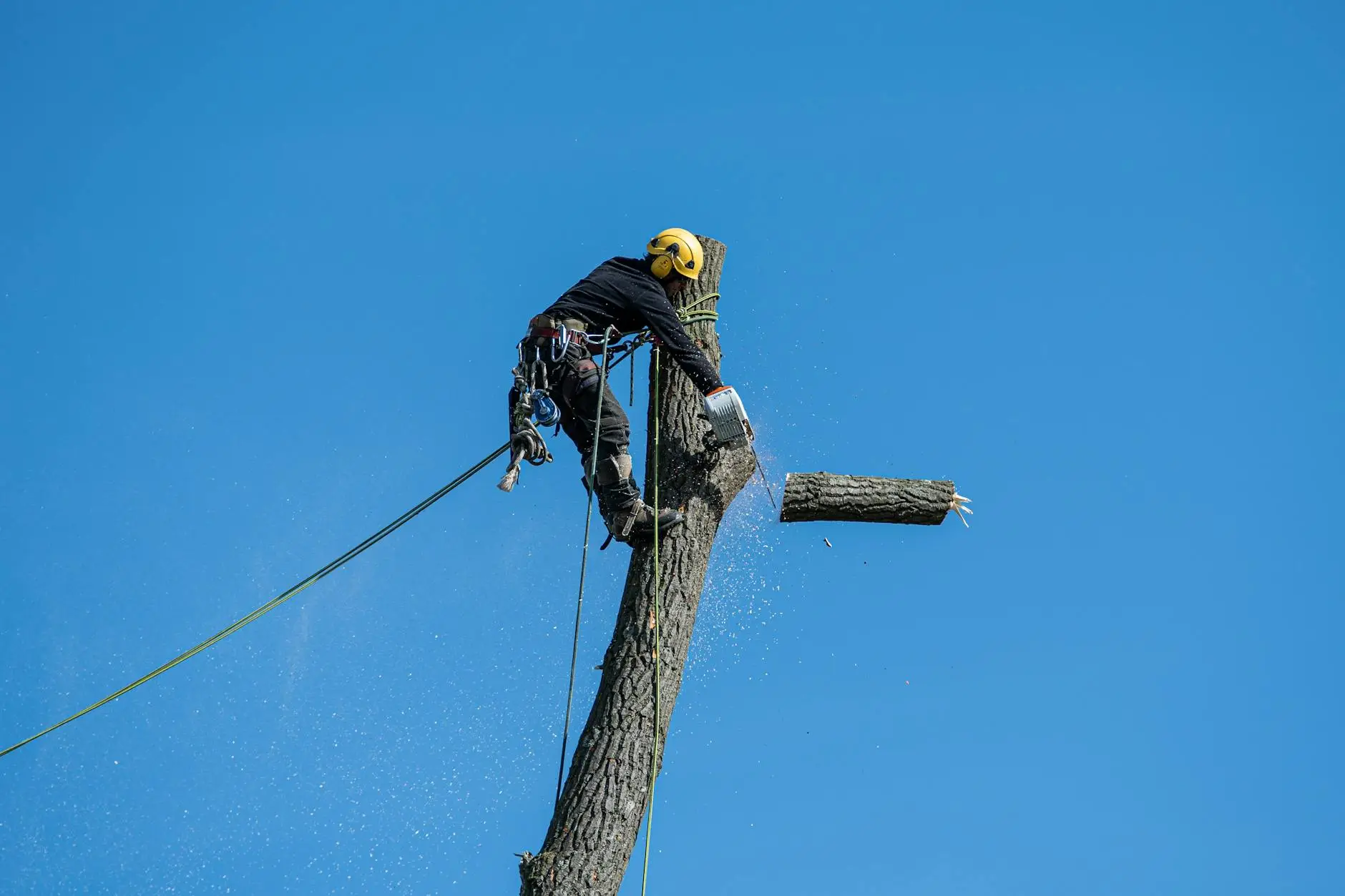 A professional arborist using high-angle rigging to safely lower a branch away from a Richmond home's roofline.